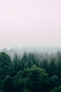 Forest Background Download Free 