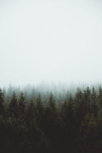 Hd Forest Background download